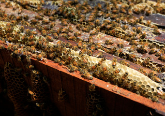 Close-up of bee on the honeycomb 