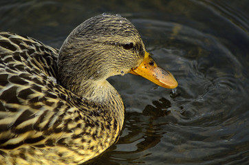 Female Mallard Duck