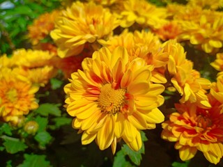 Yellow flower blooming vol.3