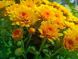 Yellow flower blooming vol.6