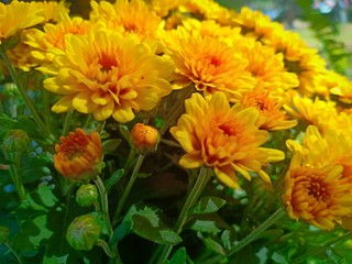 Yellow flower blooming vol.6