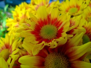 Sunflower blooming vol.10