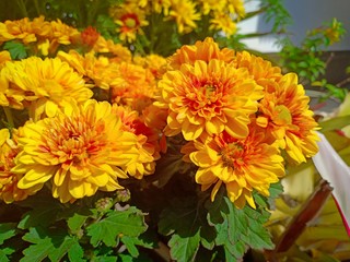 Yellow flower blooming vol.16