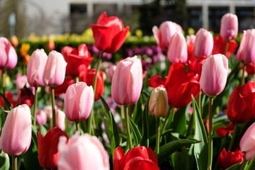 Tulips in Salt Lake City