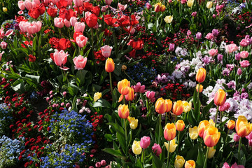 Tulips in Salt Lake City