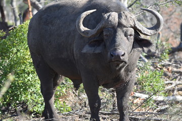 Wildebeest  South Africa