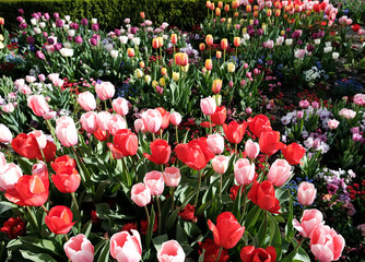 Tulips in Salt Lake City