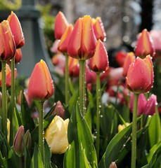 Tulips in Salt Lake City