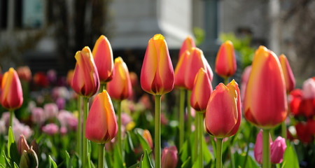 Tulips in Salt Lake City