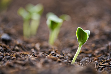 Close up seedlings of pumpkin and the sunlight in the evening