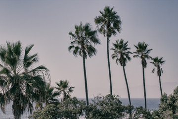 Fototapeta na wymiar Palm trees in Manhattan Beach, California