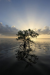 Fototapeta na wymiar Lone Mangrove in partial silhouette and its reflection on the calm water of Card Sound, Florida.