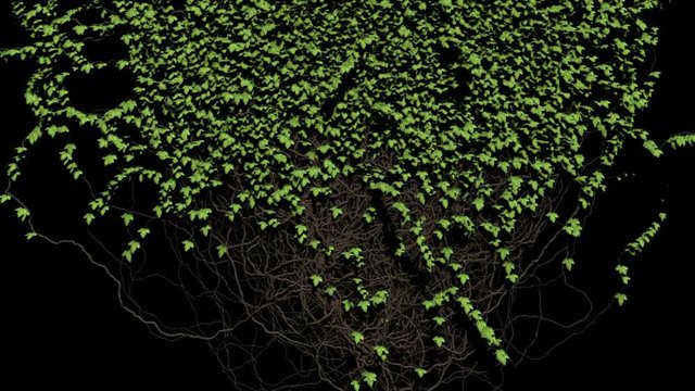 ivy growth on black background