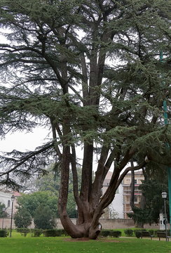 Ferrara, Italy. Beautiful tree in Parco Massari