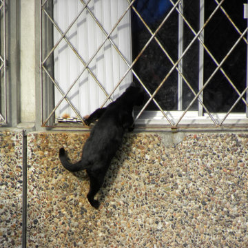A black cat climbing to a window