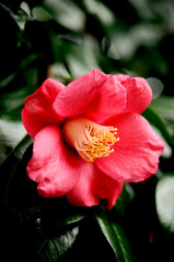 赤い椿の花