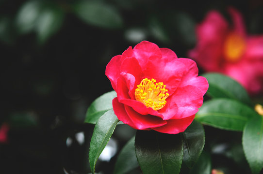 赤い椿の花