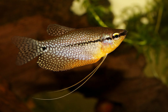 Pearl gourami Trichopodus leerii freshwater aquarium fish 