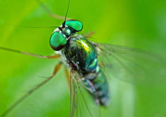 Macro Photo of Head of Beautiful Fly on Green Leaf