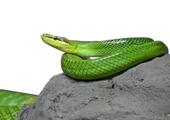 Red-Tailed Green Ratsnake Coiled on The Rock on White Background with Clipping Path