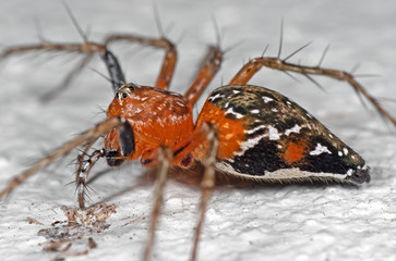 Obraz premium Macro Photo of Spider on White Floor