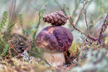 Boletus edulis (penny bun, cep, porcino or porcini)
