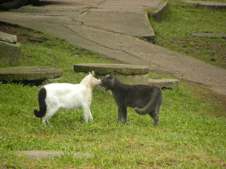 Two cats about to fight