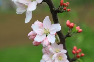 urginea maritima flover