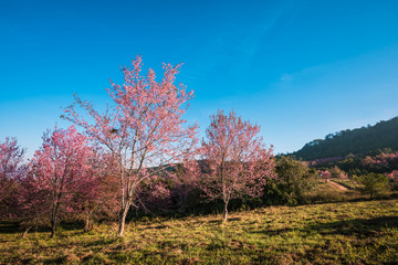 Wild himalayan cherry in sunshine day on top of mountain