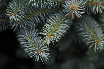 Naklejka na ściany i meble Young decorative blue spruce. Needles of blue spruce close-up. Texture. Natural blurred background.