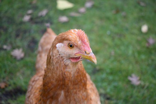 Rhode Island Red Hen