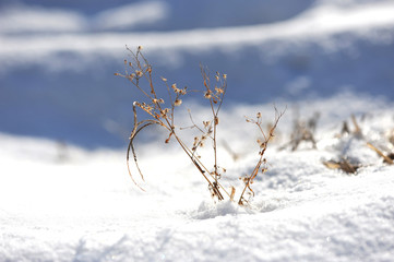 dried flowers covered by snow
