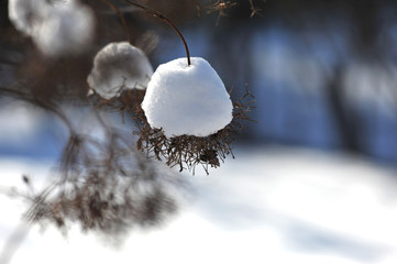 dried flowers covered by snow
