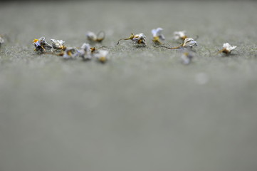 dried flowers on my desk