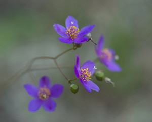 wild flower