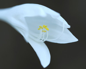White flower