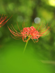 Korean wild flower