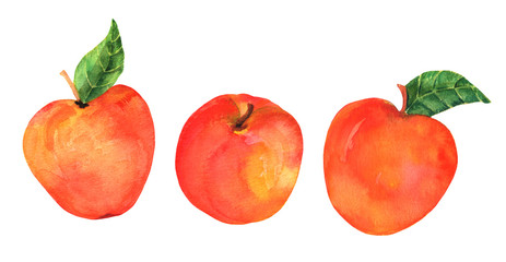 A watercolor drawing of three vibrant apples, isolated on a white background