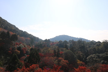紅葉