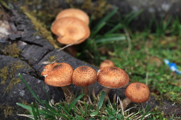 urginea maritima flover