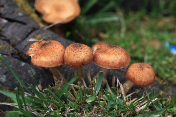 urginea maritima flover