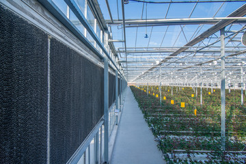 large industrial greenhouse and glass roof with Dutch roses, the overall plan 