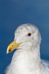 Close up detailed portrait of a seagull
