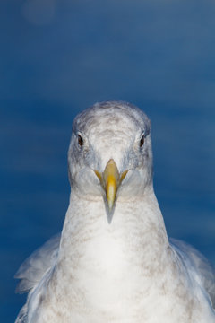 Close up detailed portrait of a seagull
