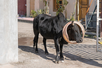 Hungry cow with garbage can lid on the city street of Rishikesh, india