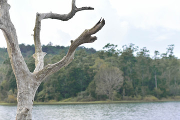 Fototapeta na wymiar Dead tree standing alone surrounded by lake and forest.