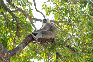 Gray Langur also known as Hanuman Langur on the tree in Rishikesh, India. Close up