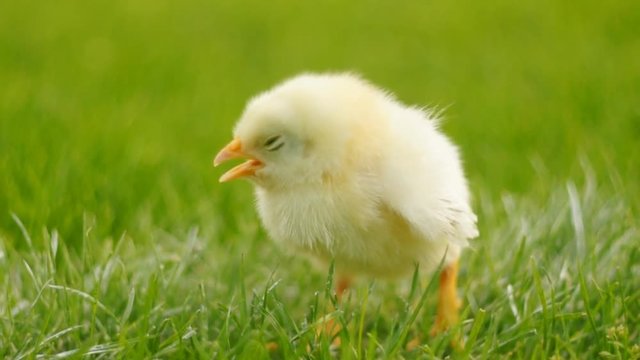 Two newborn chicken walking in grass and peeping. FullHD 1080p.