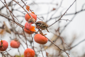 柿を食べるスズメ