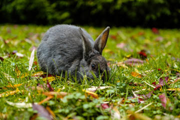 Naklejka na ściany i meble cute grey rabbit eating on green grass field in the park on a cloudy day